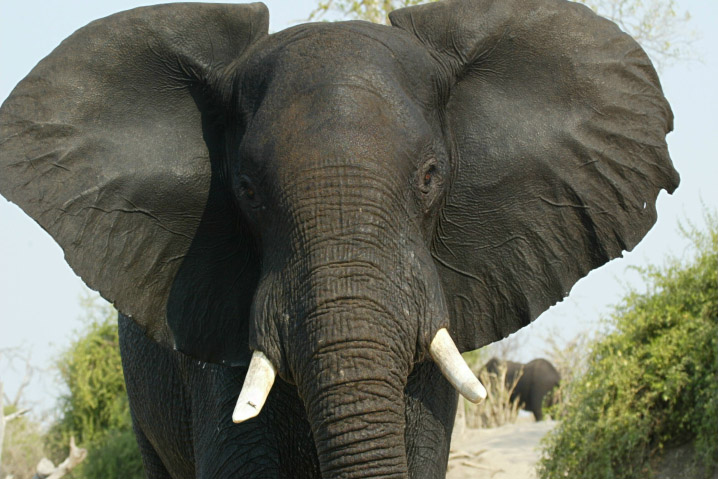 Elephants of Kruger