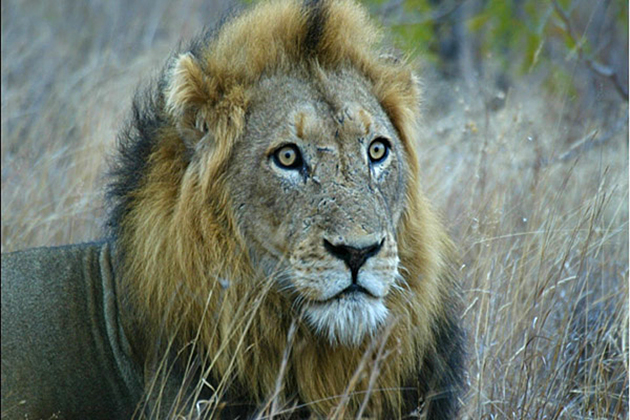 Lions of Kruger