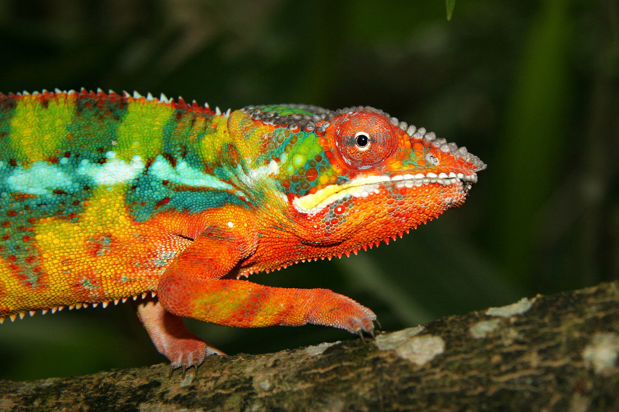 Madagascar Chameleons