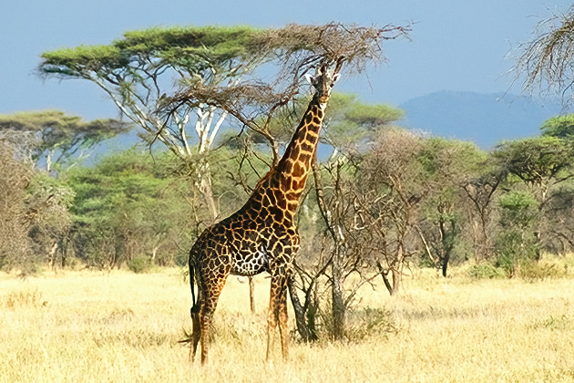 Serengeti Highlights