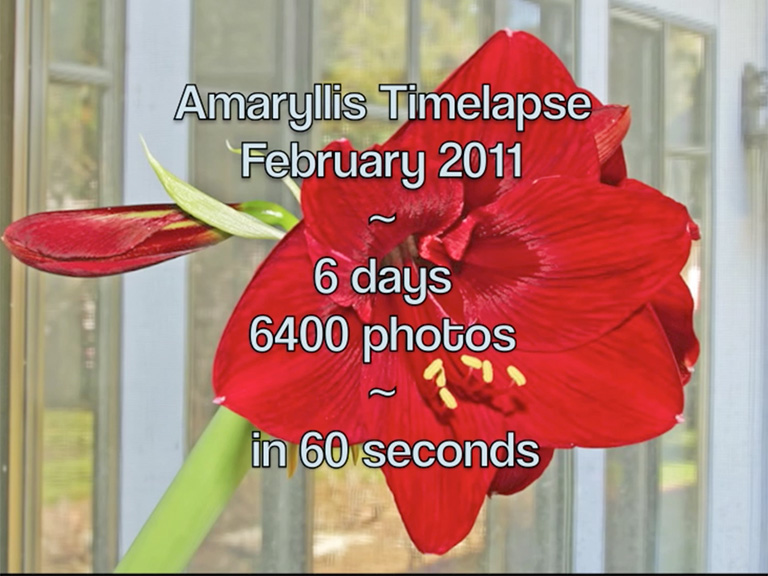 Amaryllis Timelapse ~ 2011